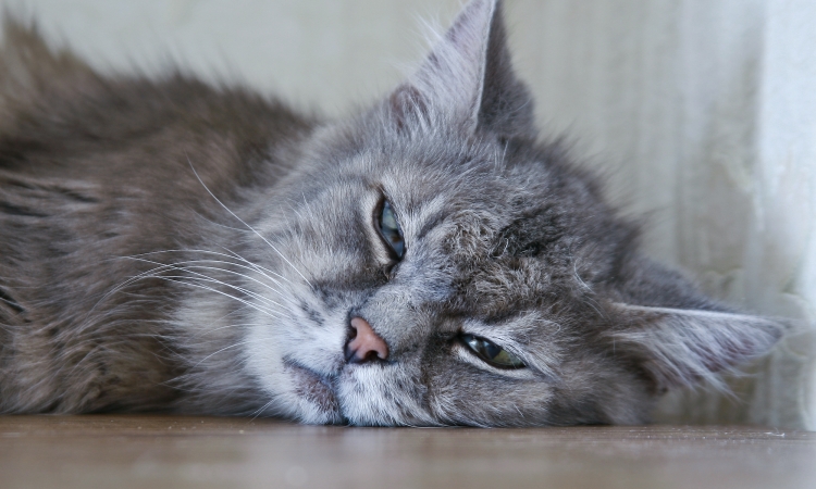 Colecistite acuta nel cane e nel gatto